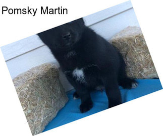 Pomsky Martin