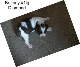 Brittany #1lg Diamond