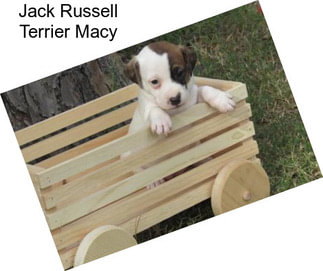 Jack Russell Terrier Macy