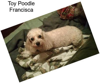 Toy Poodle Francisca
