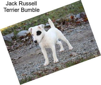 Jack Russell Terrier Bumble