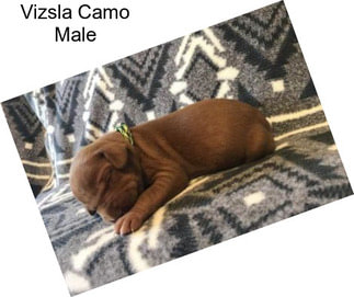 Vizsla Camo Male