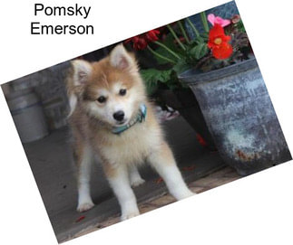 Pomsky Emerson