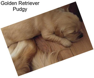 Golden Retriever Pudgy