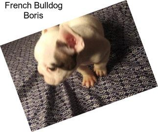French Bulldog Boris