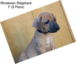 Rhodesian Ridgeback F ($ Plans)