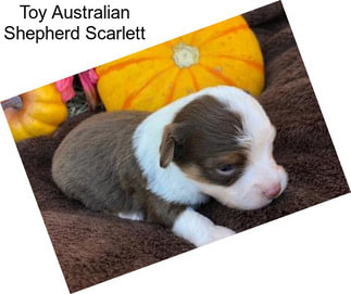 Toy Australian Shepherd Scarlett