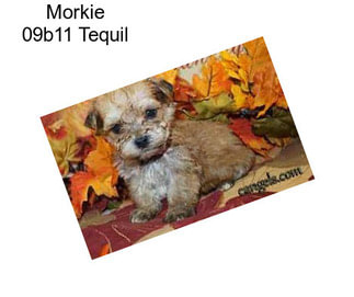 Morkie 09b11 Tequil