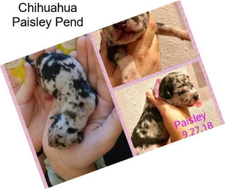 Chihuahua Paisley Pend