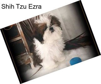 Shih Tzu Ezra