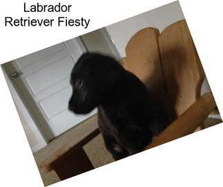 Labrador Retriever Fiesty