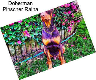 Doberman Pinscher Raina