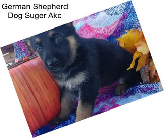 German Shepherd Dog Suger Akc