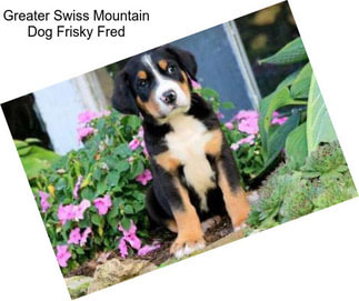 Greater Swiss Mountain Dog Frisky Fred