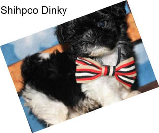 Shihpoo Dinky