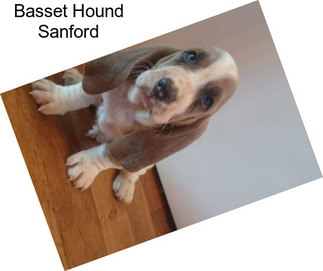 Basset Hound Sanford