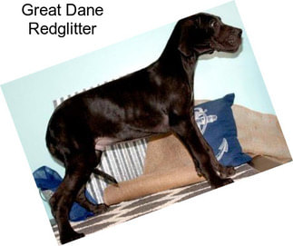 Great Dane Redglitter