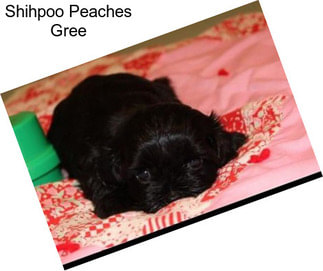 Shihpoo Peaches Gree