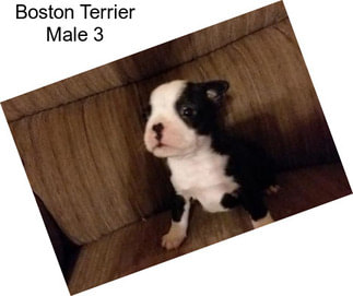 Boston Terrier Male 3