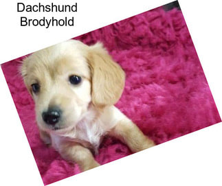 Dachshund Brodyhold