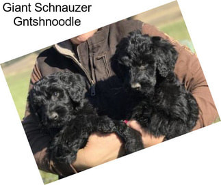 Giant Schnauzer Gntshnoodle