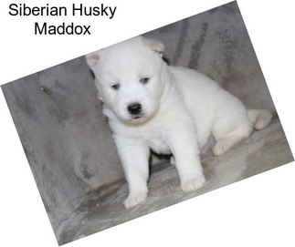 Siberian Husky Maddox