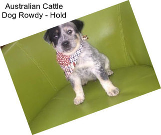 Australian Cattle Dog Rowdy - Hold