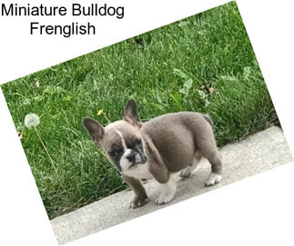 Miniature Bulldog Frenglish