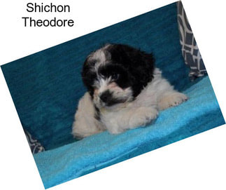 Shichon Theodore