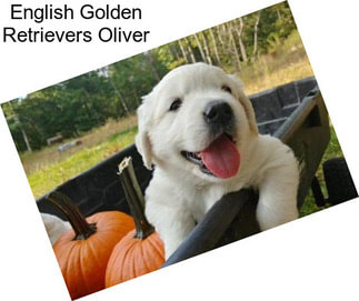 English Golden Retrievers Oliver