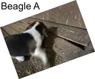 Beagle A