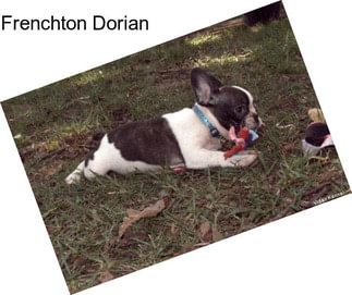 Frenchton Dorian