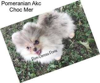 Pomeranian Akc Choc Mer