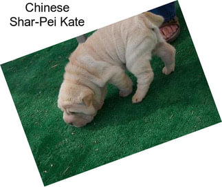 Chinese Shar-Pei Kate