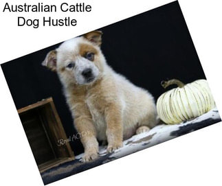 Australian Cattle Dog Hustle