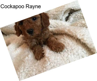 Cockapoo Rayne