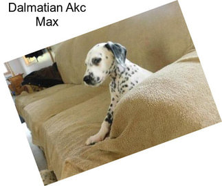 Dalmatian Akc Max