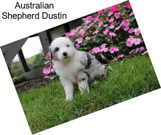 Australian Shepherd Dustin