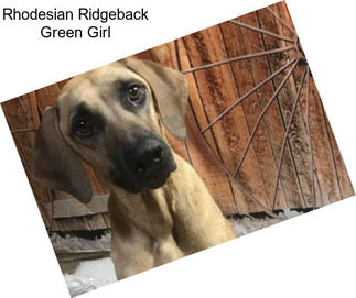 Rhodesian Ridgeback Green Girl