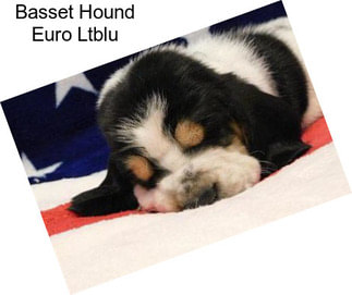 Basset Hound Euro Ltblu