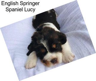 English Springer Spaniel Lucy