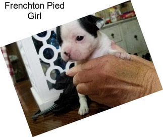 Frenchton Pied Girl