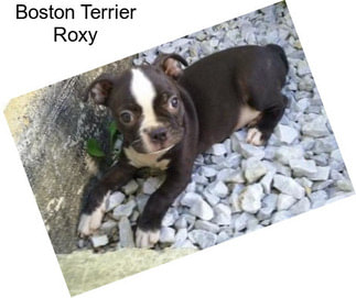 Boston Terrier Roxy
