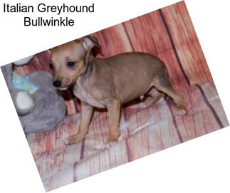 Italian Greyhound Bullwinkle