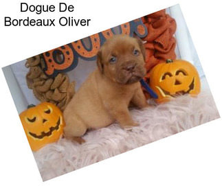 Dogue De Bordeaux Oliver
