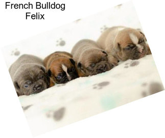 French Bulldog Felix