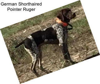 German Shorthaired Pointer Ruger