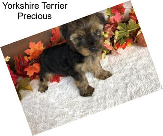 Yorkshire Terrier Precious