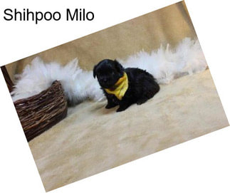 Shihpoo Milo
