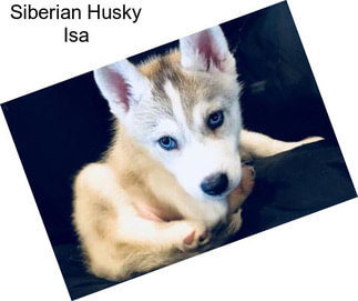 Siberian Husky Isa